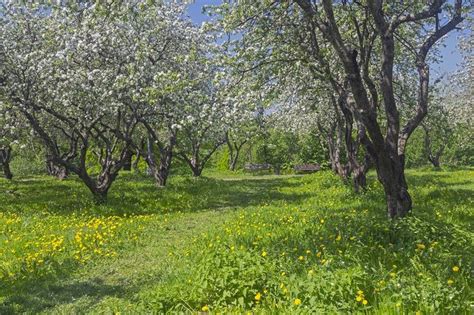 Old apple orchard during flowering stock photo containing apple-tree ...