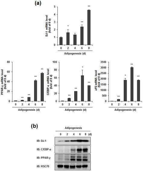 A The Gene Expression Level Changes Of DJ 1 And Adipogenic Markers