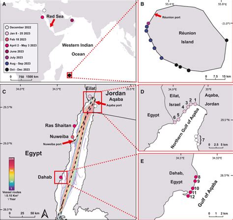 Mass Mortality Of Diadematoid Sea Urchins In The Red Sea And Western