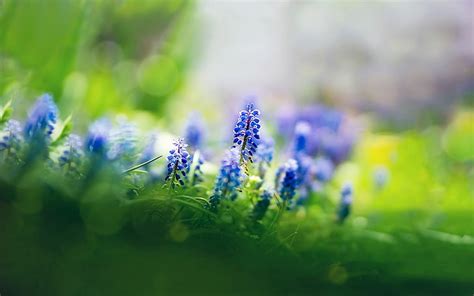 Flores Azules Profundidad De Campo Flores Muscari Naturaleza Fondo