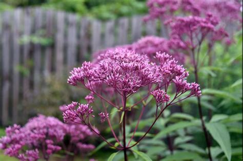 Eupatorium Maculatum Js Humble Guido Van De Steen