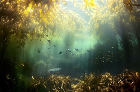 Kelp Forests Generate $500 Billion per Year, Study Finds - EcoWatch