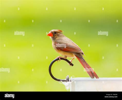 Female Northern Cardinal Cardinalis Cardinalis Stock Photo Alamy