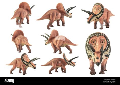 Torosaurus fossil Cut Out Stock Images & Pictures - Alamy