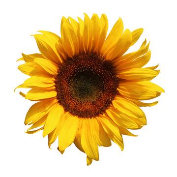 Sunflower Transparent Background