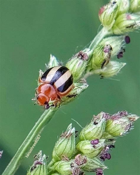 Three striped lady beetle - brumoides saturalis | Bird photo, Insects