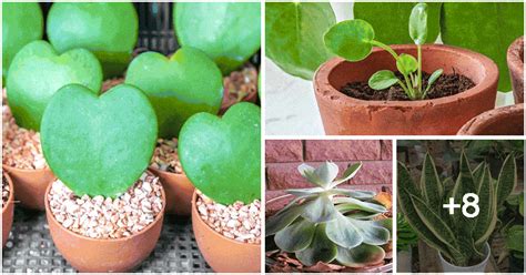 12 Indoor Plants That You Can Propagate From Leaves - Noudiv