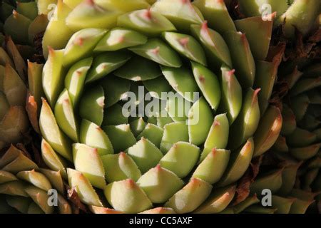 Agave Leaves Rosette Closeup Abstract Floral Pattern Wild Agave Plant