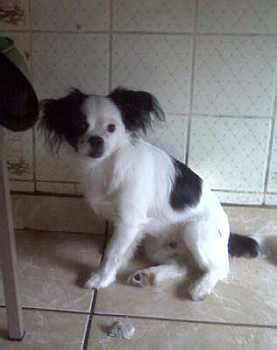 Ayudame a volver a casa: Chic perrito pekinés blanco con manchas negras SIGUE PERDIDO desde el ...