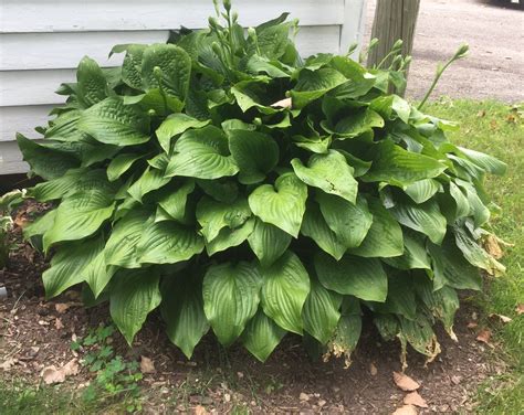 August Lily Hosta Very Fragrant White Blossoms Very Large Hosta