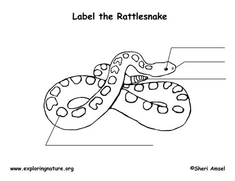 Rattlesnake Rattle Anatomy