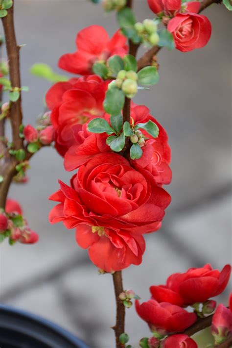 Double Take® Scarlet Flowering Quince | Calloway's Nursery