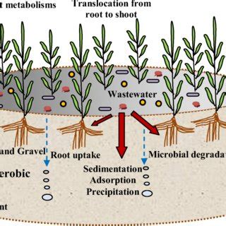 Horizontal Subsurface Flow Constructed Wetland And Associated Removal