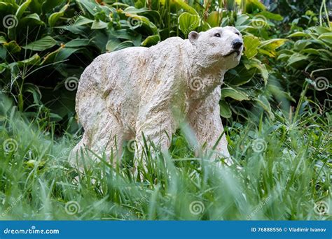 Polar Bear And Green Grass Stock Photo Image Of North 76888556