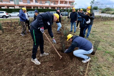 Bari Mille Alberi Per La Zona 167 Di Palese L Intervento Realizzato