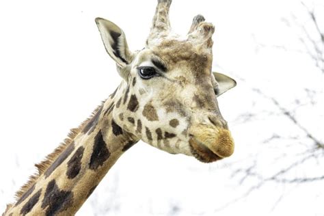 Close-up Photo of a Giraffe Stock Image - Image of giraffa, eating ...