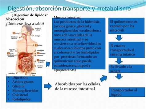 Digesti N Absorci N Transporte Y Metabolismo Digesti N De L Pidos