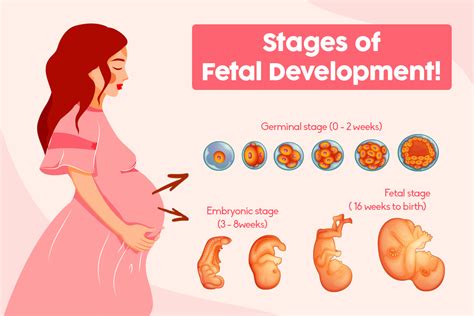 Stages Of Fetal Development