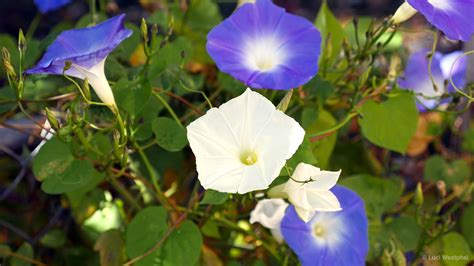 Moonflower Time Lapse In A Colorado Minute Week 340 Luci Westphal