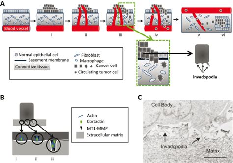 Metastasis And Invadopodia A Metastasis Comprises I Uncontrolled