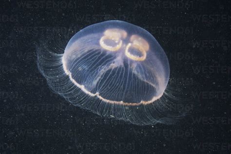 Moon Jellyfish Aurelia Aurita Stockphoto