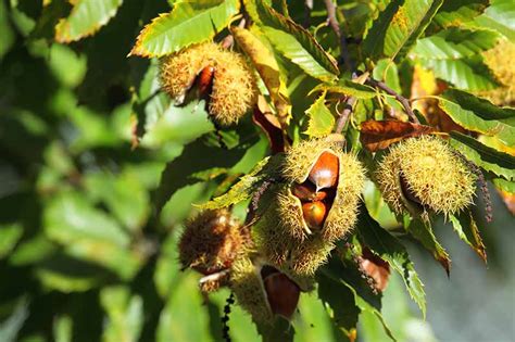 How To Grow And Care For Chestnut Trees Gardener’s Path