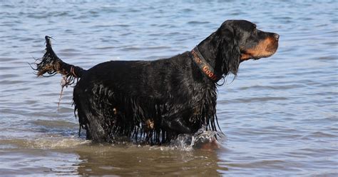 Cuccioli Di Setter Gordon Carattere E Cosa Occorre Sapere