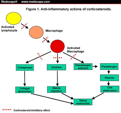 gregory jaczko: dexamethasone mechanism of action