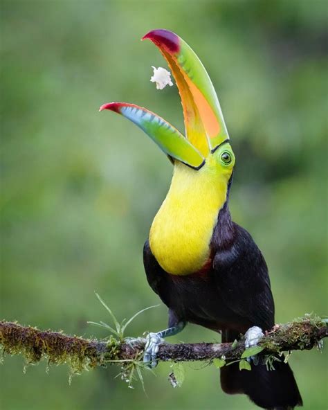 List 104+ Pictures A Picture Of A Toucan Latest