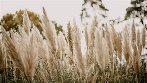 What Do Pampas Grass Seeds Look Like Finally Understand