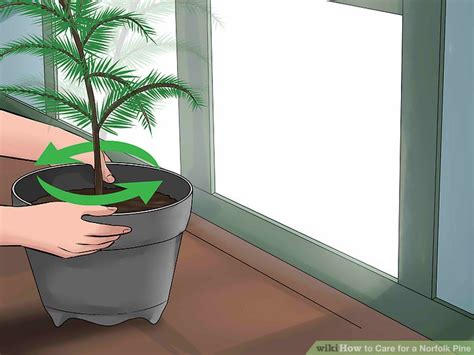 How to Care for a Norfolk Pine: 15 Steps (with Pictures) - wikiHow