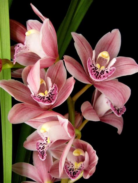 SeattleOrchid Cymbidium Minneken Pink Pearl Floribundum X