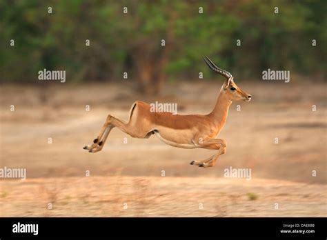 Antelope jumping hi-res stock photography and images - Alamy