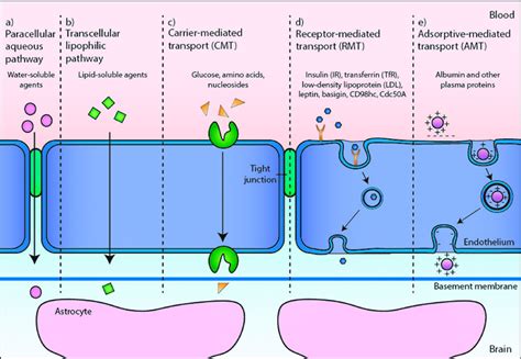 Pathways Across The Blood Brain Barrier Bbb Representation Of The