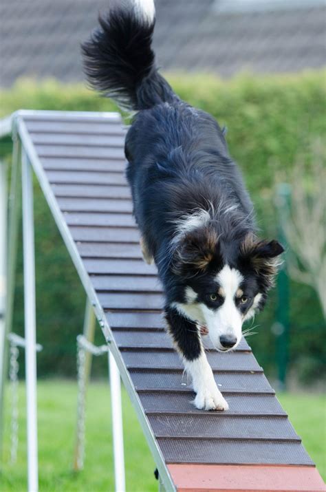 5 Benefits of Dog Agility Ramps - Bindi Paws
