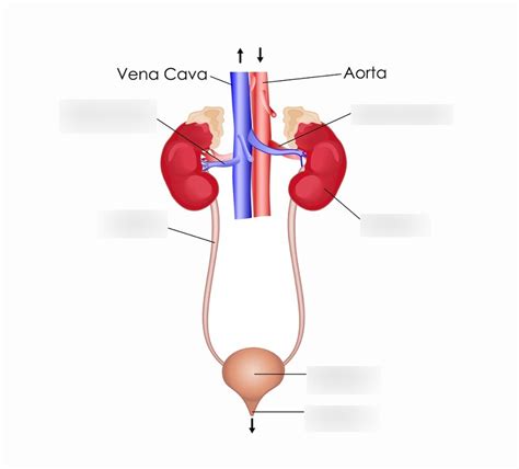 Excretory System Diagram Diagram | Quizlet