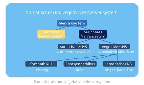 Schaubild Nervensystem Des Menschen Quizlet