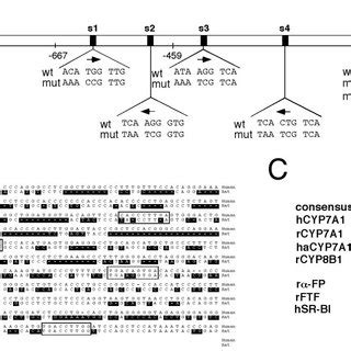 Identification Of Lrh Binding Sites In The Cel Gene Promoter A