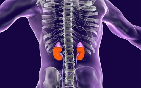 Understanding The Adrenal Thyroid Connection Rooted Living