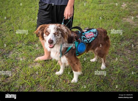 Australian Shepherd Service Dog In Training At A Public Event Stock