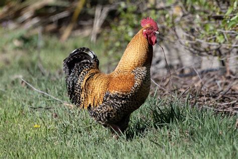 Gallus Gallus Domesticus Domestic Chicken Jeremy Taylor