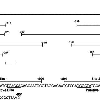 The Human Tnf Promoter Is A Target For Transactivation By Lxr And Rxr