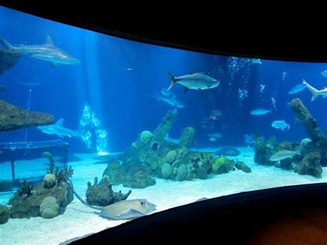 ABQ BioPark Aquarium - Albuquerque, NM - Kid friendly activity reviews ...