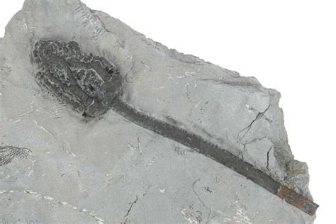 Fossil Crinoid Nipterocrinus Monroe County Indiana