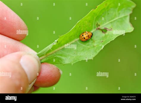 Seven Spot Ladybird Larvae Coccinella Septempunctata On Dandelion Leaf