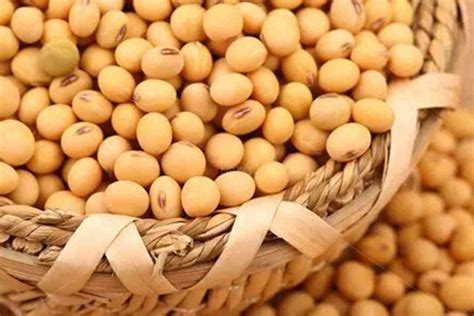 Understanding Hydrolyzed Soy Protein Definition And Benefits Explained