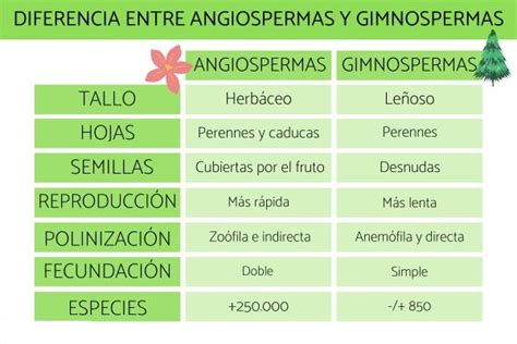 Diferencia Entre Gimnospermas Y Angiospermas Porn Sex Picture