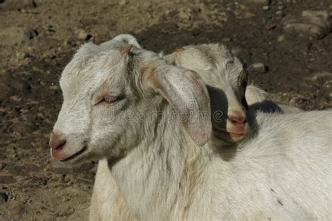 Goats Cuddling Stock Photos - Free & Royalty-Free Stock Photos from ...