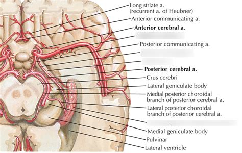 Anterior choroidal artery Diagram | Quizlet