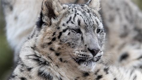 Snow Leopard With Blue Eyes Wallpaper